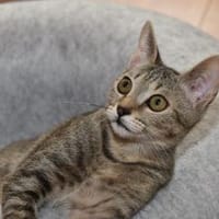 Mindu sucht ihren Lieblingsmenschen, Katze zur Adoption