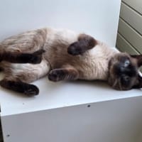 Spirit, chat à adopter