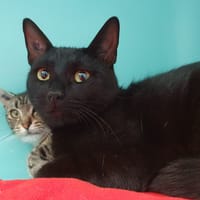 ZEBULON CHA, chat à adopter