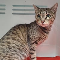 NAIA CHA, chatte à adopter