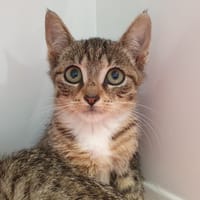 SYBIL CHA, chatte à adopter
