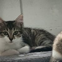 Dakota [Chaton], chatte à adopter