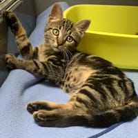 Alf [Chaton], chat à adopter