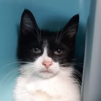 THUNDER QCT, chatte à adopter
