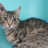 WANDA CHA, chatte à adopter