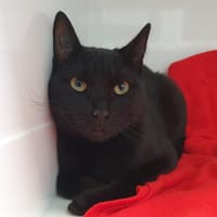 WHISKY CHA, chat à adopter