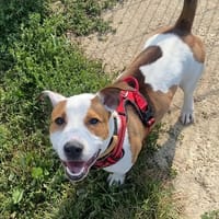 DROGO, chien à adopter