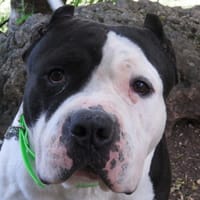 BLAKY, chien à adopter