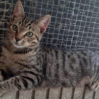 CHAYTON QCT (réservé), chat à adopter