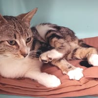 GINKGO QCT, chat à adopter