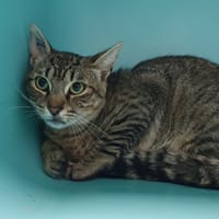SIMBA CHA, chat à adopter