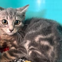 DINA, chatte à adopter