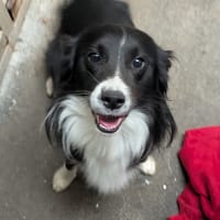 KOENIGSEG, chien à adopter