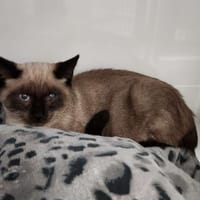 Miel, chat à adopter