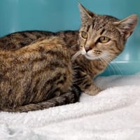 HARMONIE, chatte à adopter