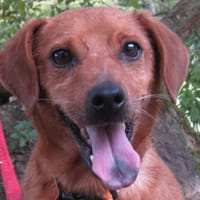 COSTAUD, chien à adopter