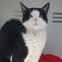CHOUPETTE CHA, chatte à adopter