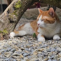 Snow, chat à adopter