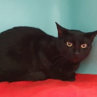 ZEPHYR CHA, chat à adopter