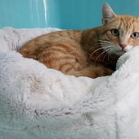 SABLE, chat à adopter