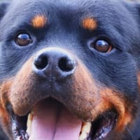 SULTAN, chien à adopter