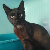 CRUTCH QCT, chat à adopter