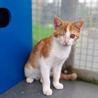 JOLIEMIE, chatte à adopter