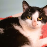 Aiyana Cab4325, chatte à adopter