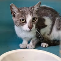 Baba, chatte à adopter