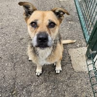 Reina, chienne à adopter