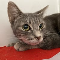 GRISETTE, chatte à adopter