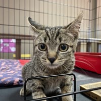 FOREST, chat à adopter