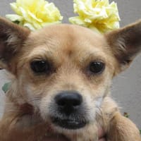VALENA, chienne à adopter