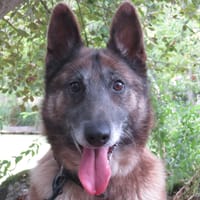 MINIA, chienne à adopter