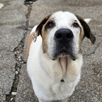 Titan, chien à adopter