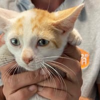Si, chat à adopter