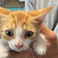 Clef, chatte à adopter