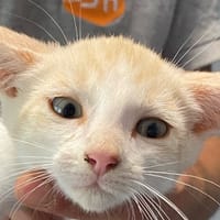 Mi, chatte à adopter
