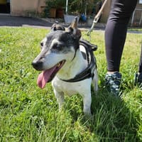 BROWNIE, chienne à adopter