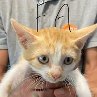 Fa, chatte à adopter