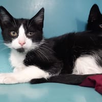 TUXEDO QCT, chat à adopter