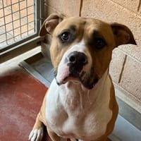 veron paa22970, chien à adopter
