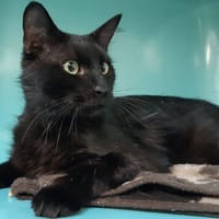 Turbot QCT, chat à adopter