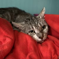 TOMMY, chat à adopter