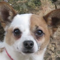 NETTO, chien à adopter