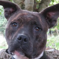VAHALA, chienne à adopter