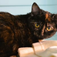 Myrtille Cab4331, chatte à adopter