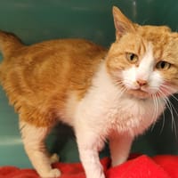 Arsenic QCT, chat à adopter