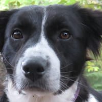 VANILLE, chienne à adopter