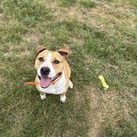 NATCHO, chien à adopter